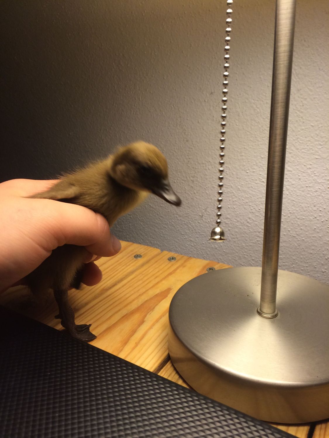 MG] why I love springs call ducks are great and body else in pa raise call ducks